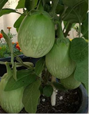 Avysa Green thai eggplant Seed(3000 per packet)