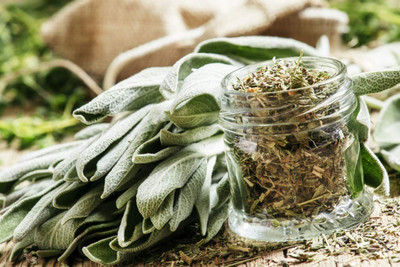 CYBEXIS XLL-35 - Sage Non-GMO - (1350 Seeds) Seed(1350 per packet)