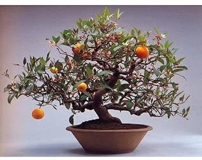 Aywal Bonsai Imported MANDARIN ORANGE PLANT Seed(31 per packet)