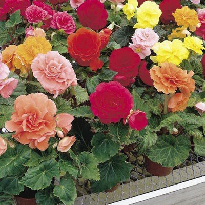 CYBEXIS NBIR-93 - Begonia Mixed Flower - (30 Seeds) Seed(30 per packet)