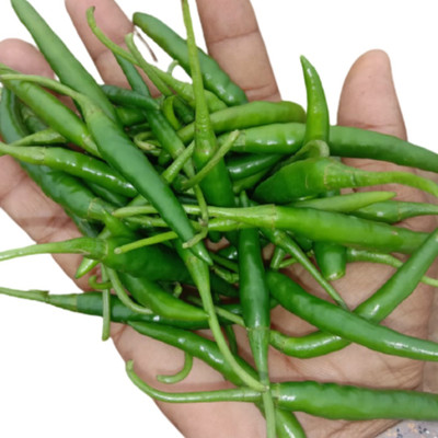 granthi Green Chilli Indian हरी मिर्च Seed(2000 per packet)