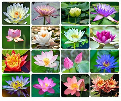 SEMINA VITA ™ lotus seeds,lotus seeds for home Seed(2 per packet)
