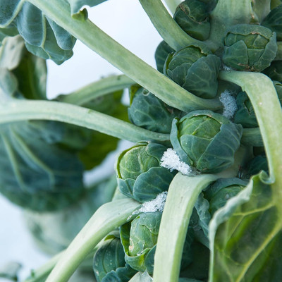 WILLVINE ROX -X Brussels Sprouts Seeds, Non-Hybrid [1g] Seed(300 per packet)