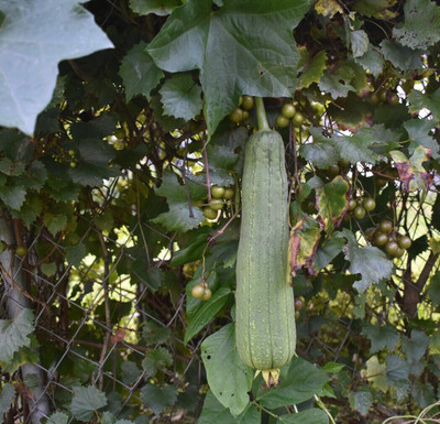 UGRA Luffa Sponge Gourd Seed(800 per packet)