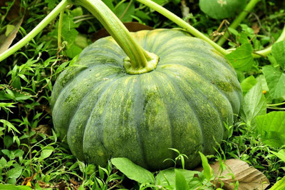 CRGO DIOART-ART-™Pumpkin(कद्दू) Vegetable seeds-50 SEEDS-PS718 Seed(50 per packet)
