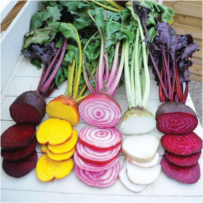 Biosnyg HUA-65 Rainbow Beetroot Mixture (Beta vulgaris) -[200 Seeds] Seed(200 per packet)