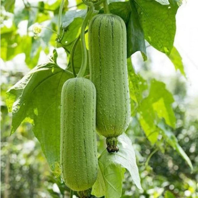 Cloud Farm F1 Sponge Gourd Vegetable Seeds-[10gm] Seed(50 per packet)
