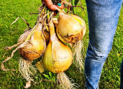 Biosnyg High Germination Chalcedon Giant Onion Vegetable Seeds for Garden-(750 Seeds) Seed(750 per packet)