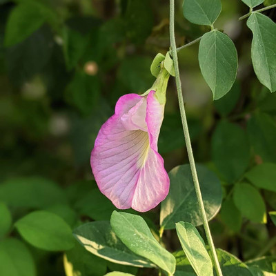 BDSresolve Double petal Butterfly flower seeds PACK OF 32 Seed(32 per packet)