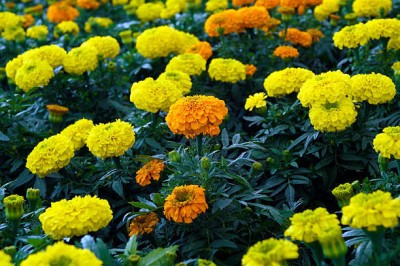 NATURE YARD marigold,gende ka phool seeds Seed(22 per packet)