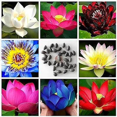 SINGHINDUSTRIE Lotus Mix Flower Seeds – 20 Seeds Per Packet | Multi-Color Lotus Aquatic Plant Seed(20 per packet)