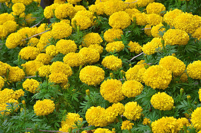 TRH marigold/gende ka phool flower seeds Seed(50 per packet)