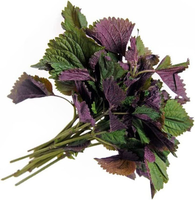 CYBEXIS ATS-16 - Vietnamese Perilla - (750 Seeds) Seed(750 per packet)