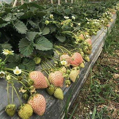 Aywal Strawberry Fruit Seed(15 per packet)