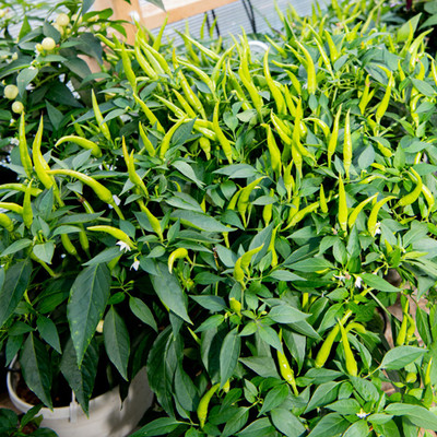 SREE Hybrid Chilli,Mirchi CW67 Seed(150 per packet)