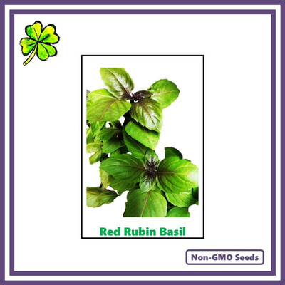 Qualtivate VVI-86 Herb Basil Red Rubin Seed(1000 per packet)