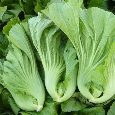 Qualtivate PUA-4A Chinese Mustard - Small Gai Choi Seed(300 per packet)