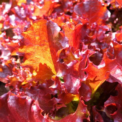 CYBEXIS Delicious Healthy Kitchen Vegetables Lettuce Red Leaves Lactuca Seeds4000 Seeds Seed(4000 per packet)