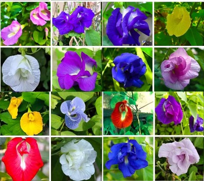 Seedsilk Aparajita Flower Plant Seeds 5 Colour Flower Plant Seed(45 per packet)