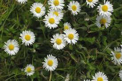Paudha daisy white mix flower seed Seed(50 per packet)