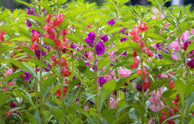 the green dotcom Hybrid Balsam Double Mixed Flower Seed(200 per packet)