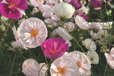 ZIXA Cosmos Classic Cupcakes Seed(20 per packet)
