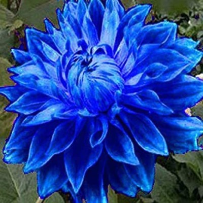 VibeX PAU-62 - Blue Fireball Dahlia Flower - (540 Seeds) Seed(540 per packet)