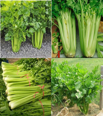 ibains Celery leaves seeds beez 20 Seed(20 per packet)