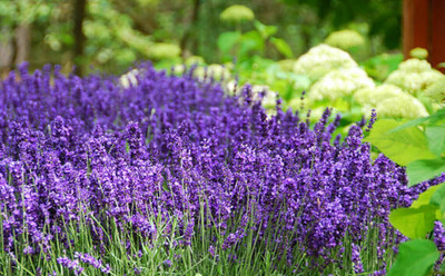Quentova Herb Seeds For Planting - Rare Lavender-CIAR-9Y Seed(100 per packet)