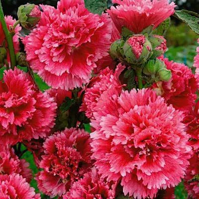 KANAYA Hollyhock Double Mix Seed(75 per packet)