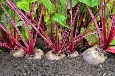 Seedsqlty beetroot seeds Seed(110 per packet)