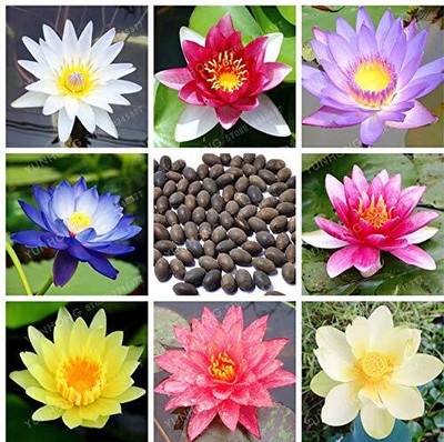 LPR LOTUS,KAMAL Seed(15 per packet)