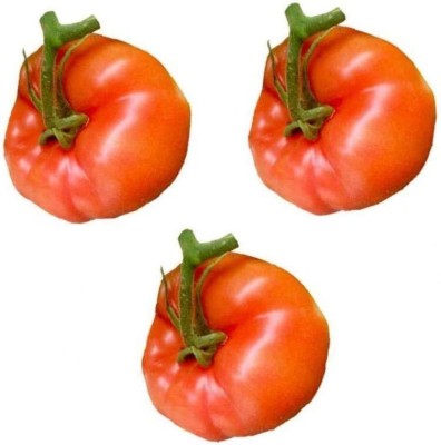 CYBEXIS Good Germination Tomato Seeds Red Cherry1000 Seeds Seed(1000 per packet)