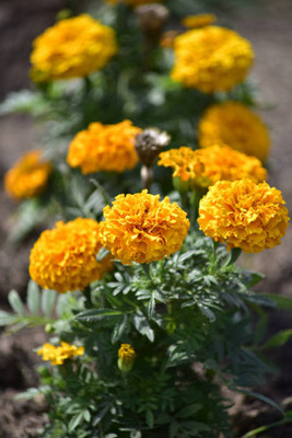 ginnienterpris marigold/gende ka phool flower seeds Seed(75 per packet)