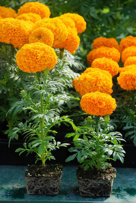 Apni Maati marigold/gende ka phool flower seeds Seed(50 per packet)