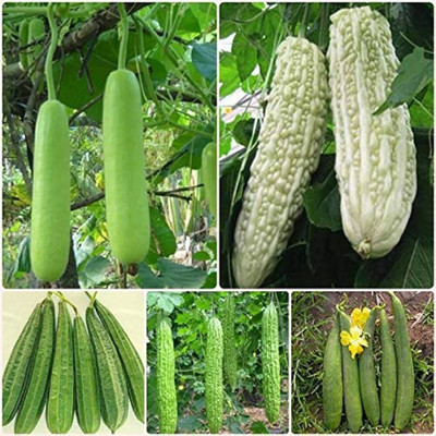 ibains Summer vegetable seeds combo pack Seed(560 per packet)