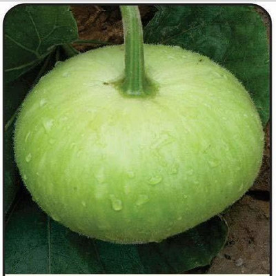 KANAYA LAW/LOWKI Round Bottle Gourd Lauki/Lau/Clabash Seed(55 per packet)