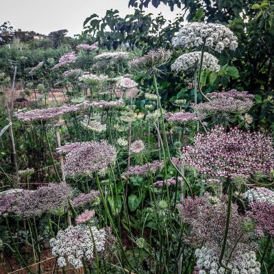 Qualtivate PUA-9A Dara Queen Anne's Lace/Wild Carrot Seed(50 per packet)