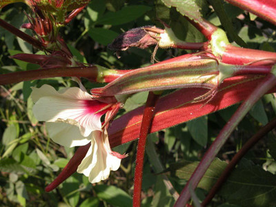 KANAYA Red Burgundy F1 Hybrid Vegetable Seed(100 per packet)