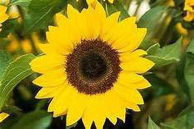 KANAYA Sunflower Flower Seed(26 per packet)