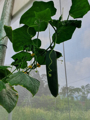 Qualtivate GBPT-1A F1 Hybrid Cucumber SEEDS Seed(300 per packet)