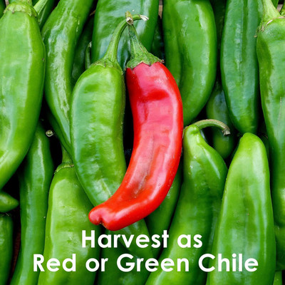 Qualtivate ICRA6-A Big Jim Chilli Seed(300 per packet)