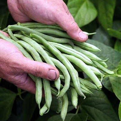 SREE Gwar Fali/Cluster Beans 90 Seed(25 per packet)