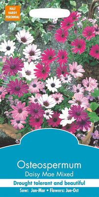 CYBEXIS Flower - Osteospermum - Daisy Mae Mixed Seed(50 per packet)