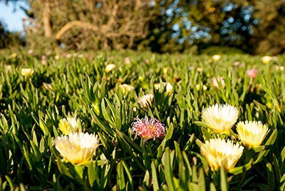 Aywal ICE Plant Mixed Color Hybrid Flower Seed(20 per packet)