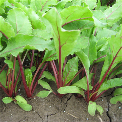 ActrovaX BEET ROOT HYBRID [20gm Seeds] Seed(20 per packet)