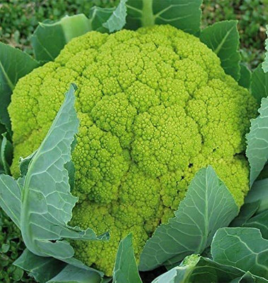 CYBEXIS Verdi Cauliflower Variety2000 Seeds Seed(2000 per packet)