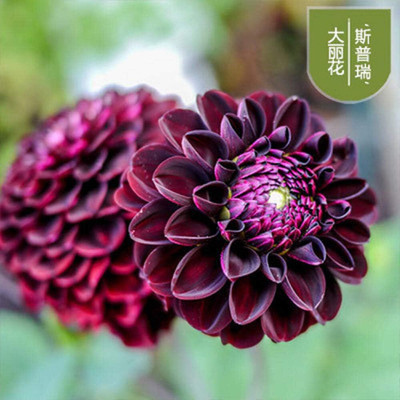 LPR DAHLIA Seed(25 per packet)