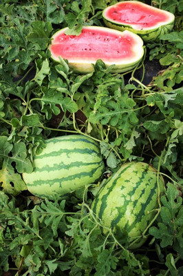 Biosnyg Organic Pink Red Watermelon Fruit Seeds For Planting-(500 Seeds) Seed(500 per packet)