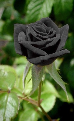CYBEXIS GUA-66 - Rare Black Rose - (300 Seeds) Seed(300 per packet)